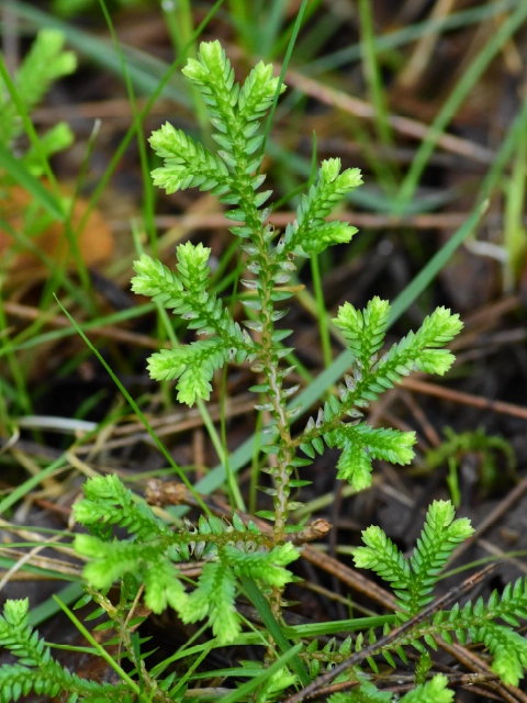 Selaginella kraussiana